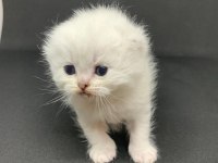 british blue point