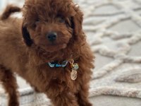 YAKIŞIKLI POODLE OĞLUM PAFİ