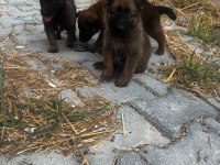Belçika malinois köpeği