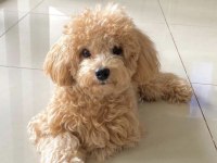 Orjinal Toy Poodle yavrumuz boi