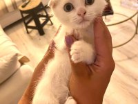 Scottish Fold Yavrular