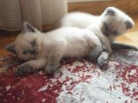 Scottish fold 2.5 aylık yavrumuz