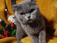 Blue renk scottish fold dişi yetişkin kısır değil