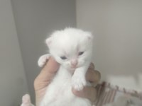 Blue point scottish fold