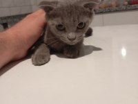 Scottish fold