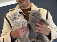 Show kalite british shorthair yavrularımız ankara