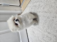 2,5 Aylık Dişi Pomeranian Boo Aşılı Sağlıklı