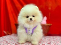 Safkan Pomeranian Boo Yavrularımız