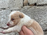 İki haftaya teslime hazır border collie yavrular
