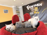 ORJİNAL IRK YAVRU KEDİLER MAGAZAMIZDA CANLI GÖRÜN