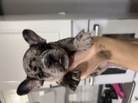 Black merle erkek french bulldog