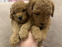 Poodle Köpekler satılıktır