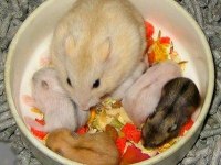 Aynı Gün Adrese Teslim Hamster Yavru ve Setleri