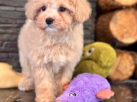 Teddy Surat Kore Kan Maltipoo Yavrularımız