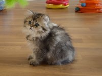 British longhair golden dişi