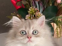 2,5 aylık secereli erkek british longhair