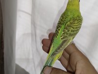Ele kola alıştırmalık muhabbet kuşu yavru erkek