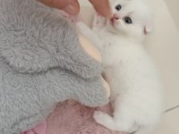 Beyaz scottish fold