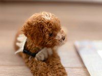 Orijinal teacup gerçek Maltipoo