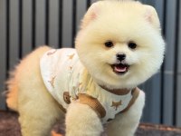 AYICIK POMERANİAN BOO
