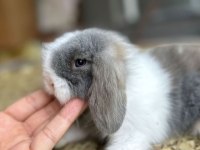 Hollanda lop tavşanı