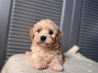 Bebek surat Maltipoo yavrularım