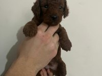 A kalite toy poodle