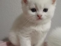Şecereli oğlumun beyaz british shorthair bebişleri