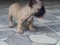 FRENCH BULLDOG DİŞİ YAVRULAR