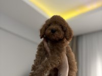 AİLEDEN SON ERKEK TOY POODLE YAVRU