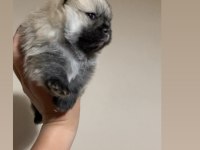 Teacup Pomeranian Boo Erkek Prens Köpeğimiz