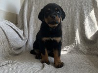 Rottweiler safkan alman yavru
