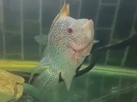 Flowerhorn 25 cm sağlıklı