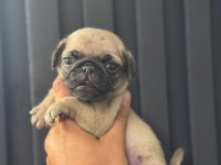 Irk ve sağlık garantili pug mops bebekler