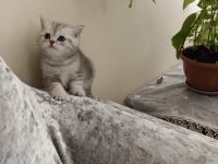 Tonton british shorthair yavrular