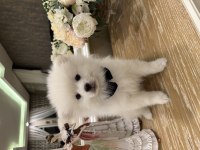 Pamuk gibi pomeranian yavrular