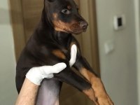 DİŞİ AVRUPA DOBERMAN YAVRULARI