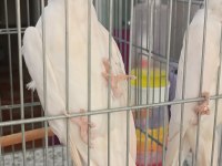 Yavru yetişkin her renk sultan papağanlar