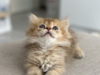 By11 british longhair çocuklar