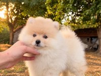 Pomeranian Boo Dişi Erkek Yavrularımız