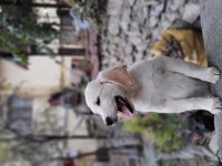 Golden Retriever Güzellikler