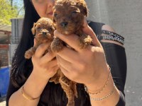 Red Brown Kilo Garantili Toy Poodle Yavrularım