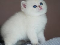 En Saf Beyaz British Shorthair NS1133