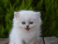 Silverpoint longhair dişi