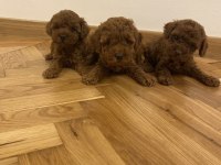 Sevimli Toy Poodle Yavrular