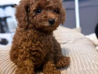 Güzeller Güzeli Poodle Bebekler