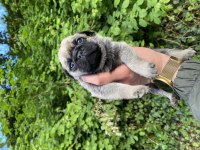 Pug Mops yavrular