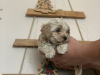 KORE MALTİPOO BEBEKLER