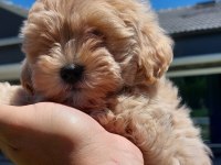 Zekasıyla büyüleyen hipoalerjenik 3 aylık Maltipoo
