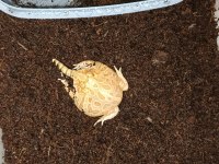 Strawberry pacman Frog